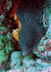 IMG_7636rc_Maldives_Madoogali_Mureneponctuee ou perlee-Gymnothorax meleagris